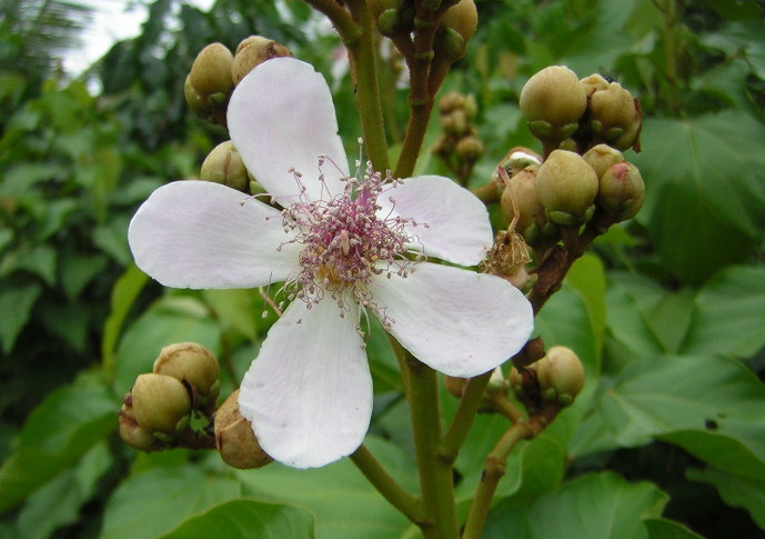 Bixaceae