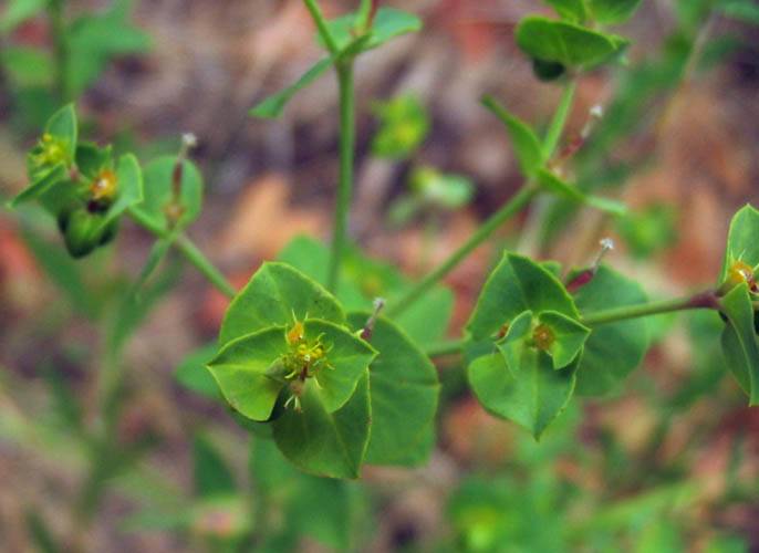 Euphorbia terracina