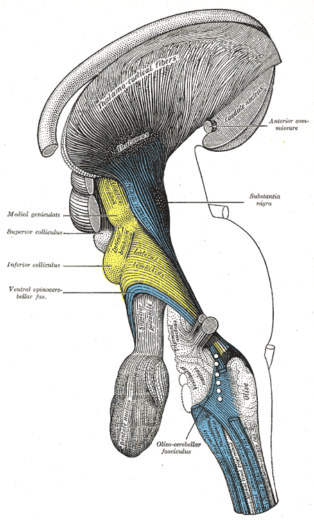midbrain tectum