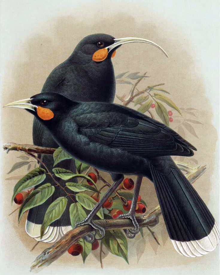 huia