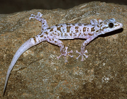 Phyllodactylidae