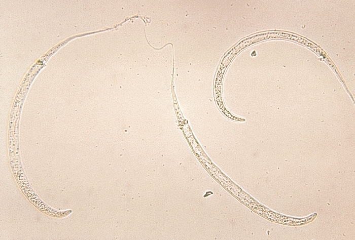 Camallanida
