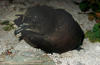 Bulweria