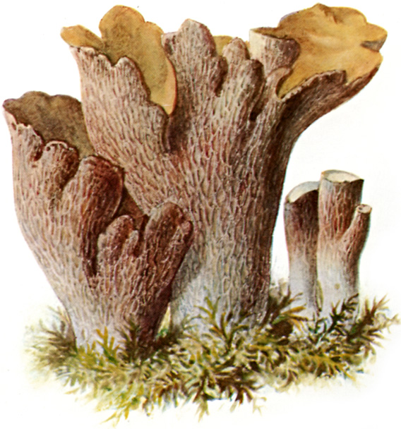 Gomphus