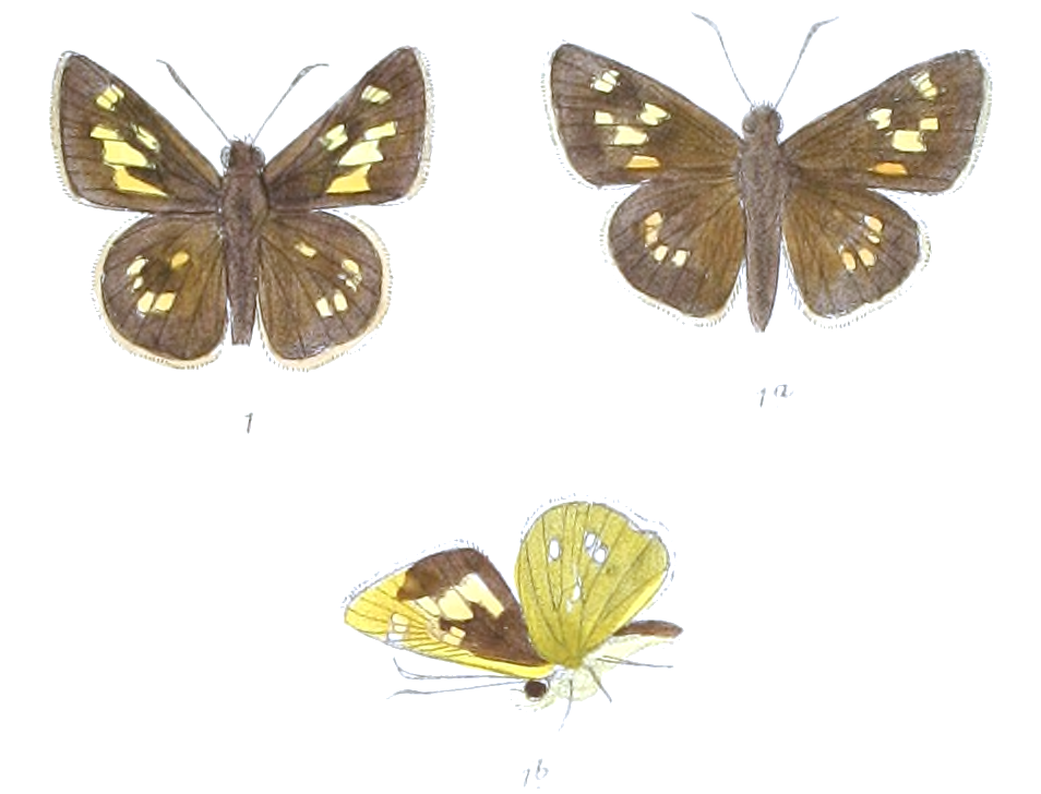 Augiades