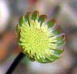 Cotula australis