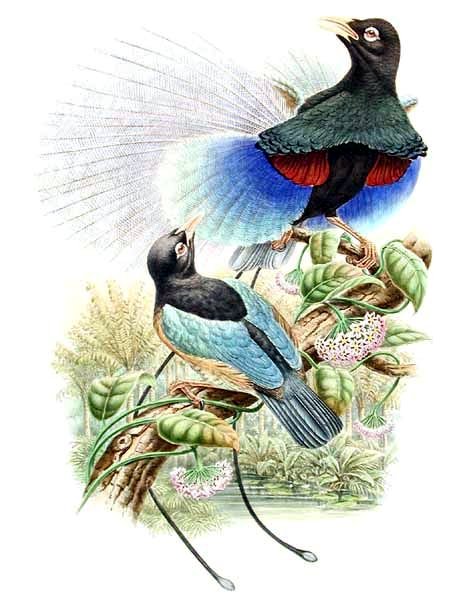 Paradisaea rudolphi