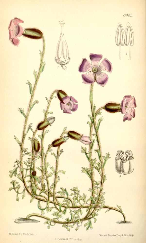 Cyananthus