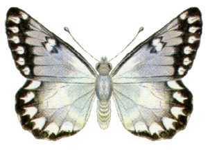 Red-spotted jezebel