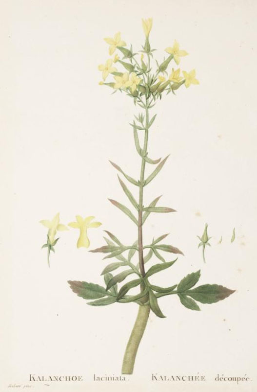 Kalanchoe laciniata