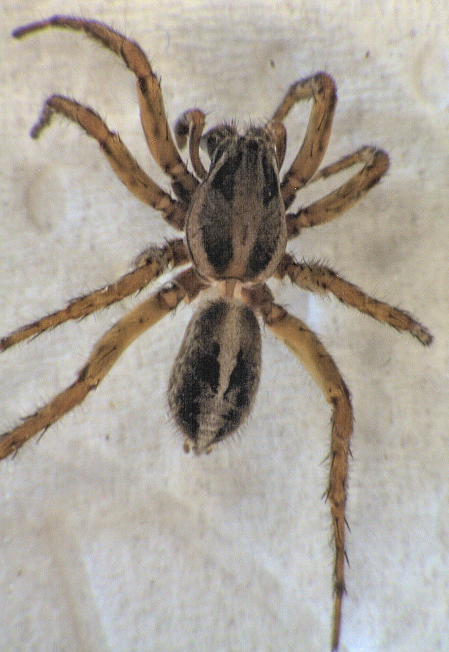 Artoriopsis