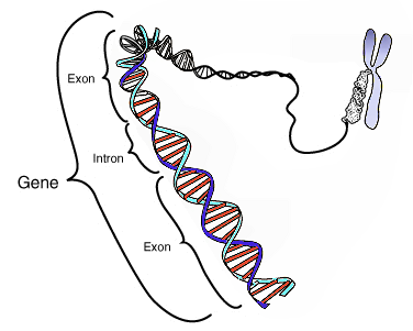 genetics