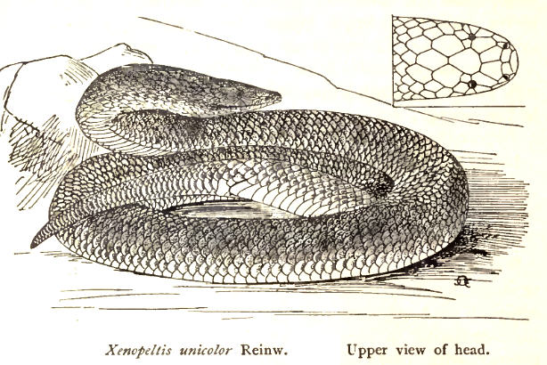 Xenopeltidae