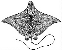 Aetobatus