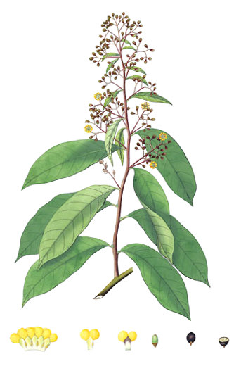 Erycibe