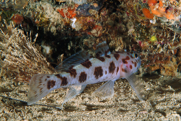 Thorogobius