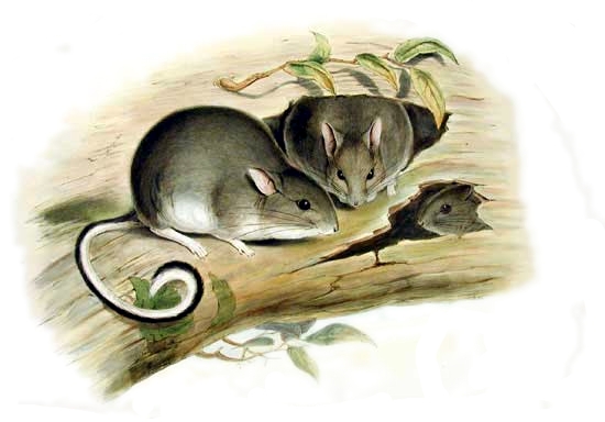 Rabbit rat