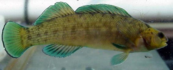 Boulder darter