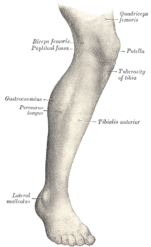 lower leg