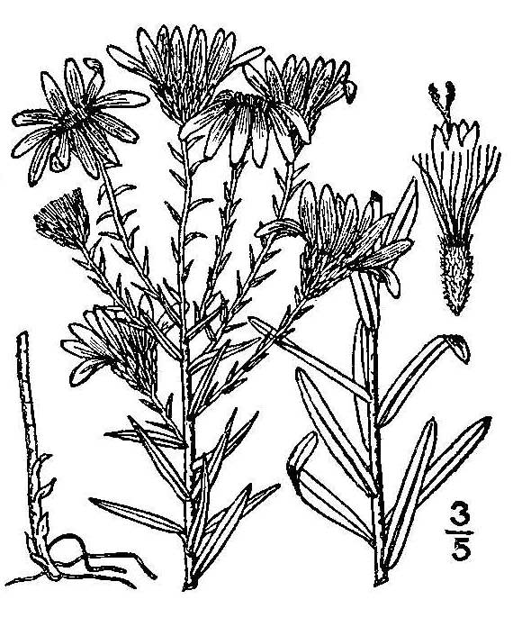 Ionactis