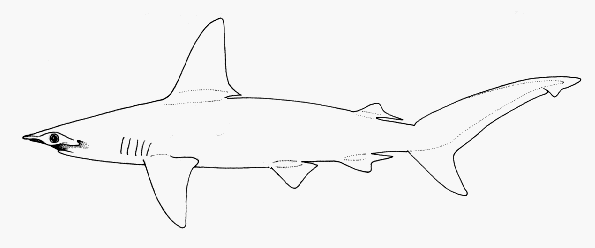 Sphyrna couardi