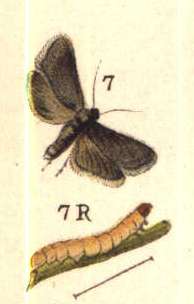 Grapholita