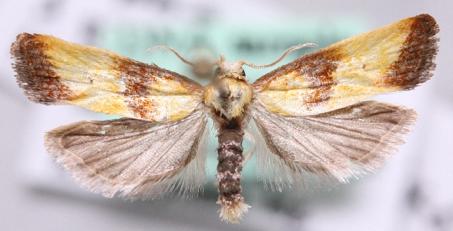 Eupoecilia