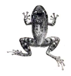 Ingerana tenasserimensis