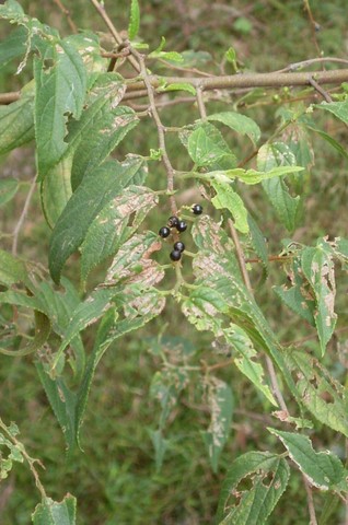 Trema tomentosum
