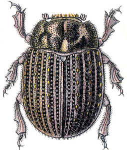 Trox sabulosus