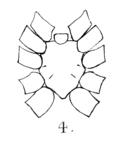 Anemesia