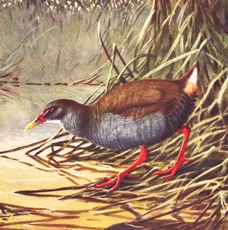 Zapata Rail