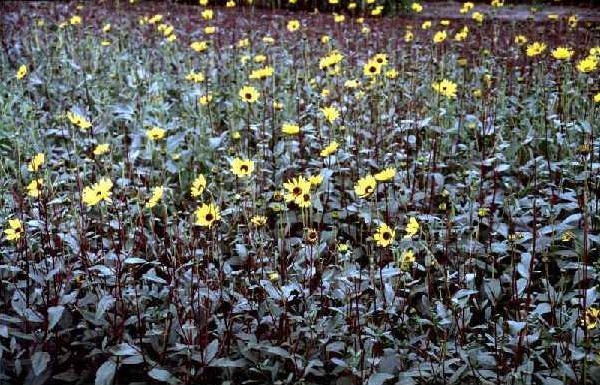 Helianthus pauciflorus