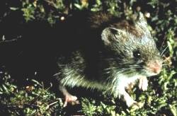 red-backed vole