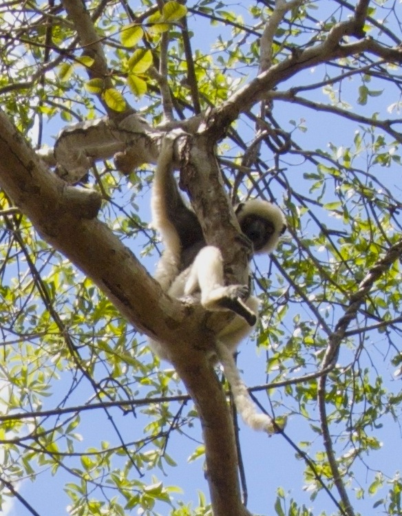 Von der Decken's sifaka