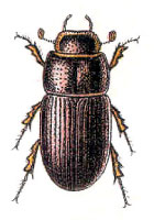 Oxyomus sylvestris