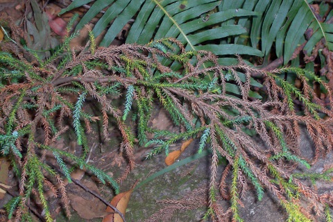 Microstrobos