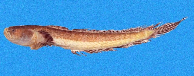 Akko rossi