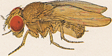 Drosophila ananassae