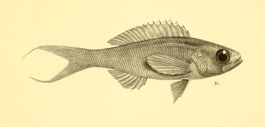Symphysanodon