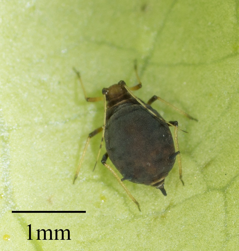 Toxoptera aurantii