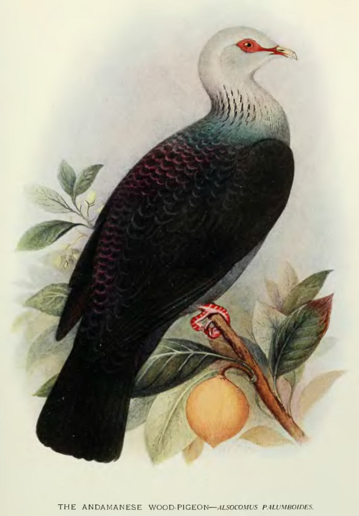 Andaman Wood Pigeon