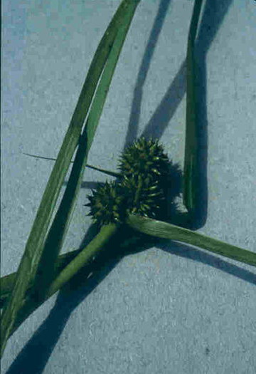Sparganium glomeratum