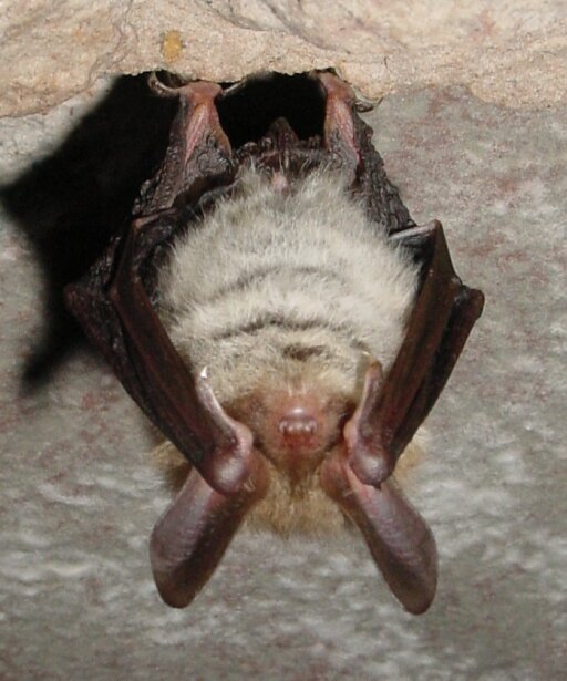 Bechstein's bat