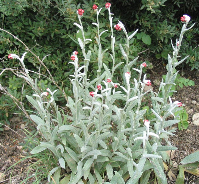 Helichrysum