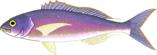 Pristipomoides filamentosus