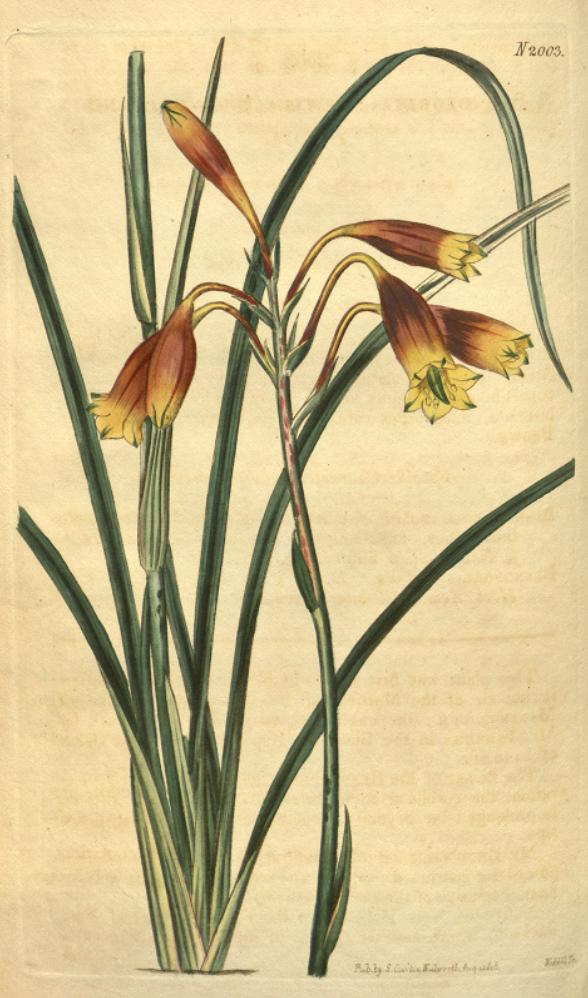 Blandfordiaceae