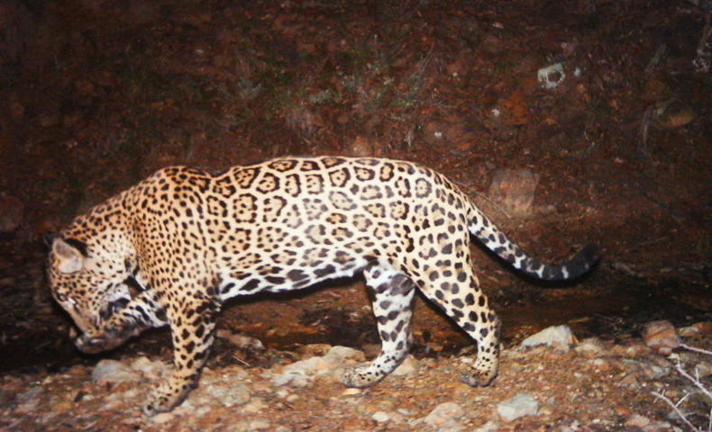 Panthera onca arizonensis