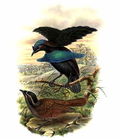 Lophorina