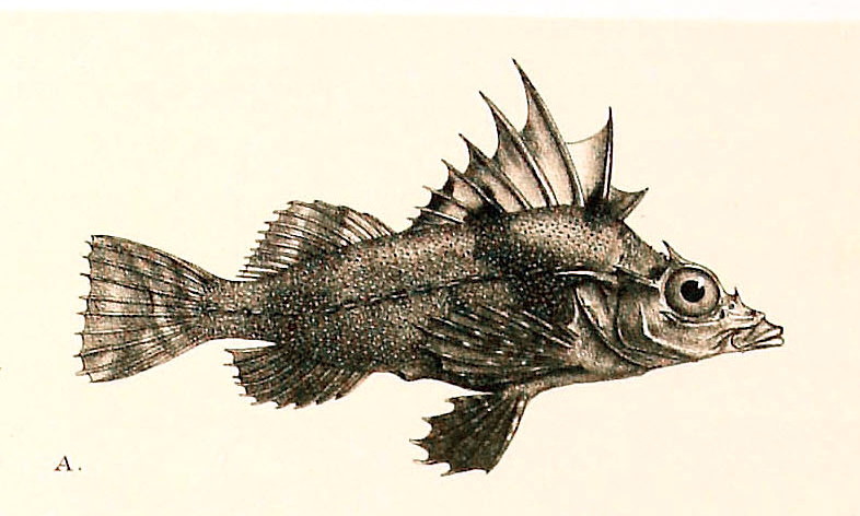 Zanclorhynchus spinifer